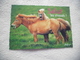 BELLE CARTE HUMORISTIQUE ...SALUT LES STRESSES - Chevaux