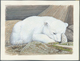 Delcampe - 29655 Thematik: Tiere-Bären / Animals-bears: 2007, Azerbaydjan. Very Nice Lot, Featuring "KNUT - THE FAMOU - Ours