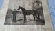 PHOTO  DE "   FLYING  FOX "  NE EN 1896  PAR  " ORME Et   VAMPIRE  "    APPARTENANT  A   M   EDMOND  BLANC - Hipismo