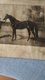 PHOTO  DE "   FLYING  FOX "  NE EN 1896  PAR  " ORME Et   VAMPIRE  "    APPARTENANT  A   M   EDMOND  BLANC - Reiten