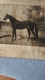 PHOTO  DE "   FLYING  FOX "  NE EN 1896  PAR  " ORME Et   VAMPIRE  "    APPARTENANT  A   M   EDMOND  BLANC - Equitation