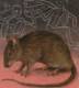 Plague / Black Death Eases In 1353, Rat, Rodents, Disease, Skeleton MNH Dominica - Maladies