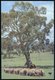 1979 AUSTRALIEN, 20 C. Bild-Ganzsache: Schafherde Im Australischen Busch (Schäfer Zu Pferd, Schäferhunde) + Zusatzfranka - Other & Unclassified