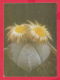 234123 / PHOTO  -  Flowers Fleurs Blumen  - Cactus Kakteengewachse Cactaceae - Cactusses