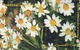 JORDAN - Chrysanthemum Flower, Tirage 200.000, 07/98, Used - Jordanie