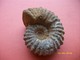 Amonite Longueur 9 Largeur 8cms - Fossili