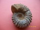 Amonite Longueur 9 Largeur 8cms - Fossils