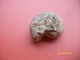 Petite Ammonite Longueur 5,5 Largeur 4,5cms - Fossils