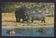 Rhodesia: PPC Picture Postcard To Sweden, 1975, 1 Stamp, Flame Lily Flower, Air Label, Card: Hippo (traces Of Use) - Rhodesia (1964-1980)