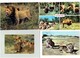 Lot 4 Cpm - LION LIONNE Safari Parc PEAUGRES Singe Lionceau Chameau Zèbre Faune Africaine Tanzania Erengeti Park - Lions