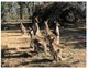 (PF 975) Australia - Mob Of Kangaroo - Outback