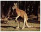 (PF 975) Australia - Male Red Kangaroo - Outback