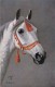AR57 Animals - White Horse's Head, Artist O. Merte, Tuck Oilette - Horses