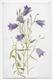 Harebell - London County Council Reward Card - Awarded Vera Williamson - Flowers