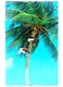 #313   Coconut Palm,  Picking Coconut - TROPICAL CARIBBEAN  Islands - US Postcard - Sonstige & Ohne Zuordnung