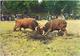 MONTALEGRE - CHEGA DE BOIS - BULL FIGHT - COMBAT DE TAUREAUX - CORRIDA -  PORTUGAL - Vila Real