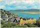 Aberdyfi  - View From Aberdovey And Estuary From Pen-y-Bryn - (Wales) - Caernarvonshire