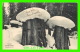 LARDO, BC - SNOW MUSHROOMS - TRAVEL IN 1907 - J. HOWARD - - Autres & Non Classés