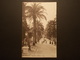 Carte Postale -  HYERES (83) - Avenue Des Palmiers (2290) - Hyeres