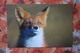 3 PCs Lot - Russia. Kronotsky Nature Reserve. Fox Cub - Modern Russian Postcard - - Autres & Non Classés