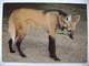 Maned Wolf (Chrysocyon Brachyurus)  - Czechoslovakia ZOO Usti Nad Labem - 1980s Unused - Sonstige & Ohne Zuordnung