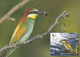 PRIGORIA BIRDS, MAXICARD,MAXIMUM CARD,2012 ROMANIA. - Marine Web-footed Birds