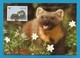 Irland 1992  Mi.Nr. 798 , Pine Marten (Der Edelmarder) - WWF Maximum Card - First Day 9.VII.1992 - Cartoline Maximum