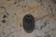 Trainig Soviet WW2 Rifle Grenade Of Diakonov ( Ribbed Body) - Armes Neutralisées