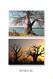 Afrique > COULEURS Du SENEGAL (B)  Les Baobabs (arbre Tree Trees Arbres) - Multi Vues  (RENAUDEAU 1185 )  *PRIX FIXE - Senegal