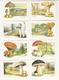 8 Calendars * Portugal * 1985 * Mushrooms * Cogumelos - Petit Format : 1981-90