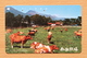 Japon Japan Phonecard (C) / - Cows