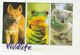 AUSTRALIA COVER Stamps 2012 OLYMPIC POLE VAULT  (postcard Wildlife Dingo Koala Bear Frog) To GB Olympics Games Sport - Lettres & Documents