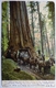 GOV . ODELL OF NEW YORK AND PARTY , PASSING THROUGH WAWONA MARIPOSA BIG THE GROVE - CALIFORNIA - Yosemite