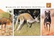 Wildlife Australia - Emu - Red Kangaroo - Desert Dingo - Animal - Animaux - Tiere - Fauna - Faune -  Wild Life - Other & Unclassified