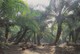 Postcard Oil Palm Plantation Malaysia By Great Star Of Kuala Lumpur My Ref  B22680 - Cultivation