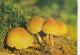 72093- MUSHROOMS - Mushrooms