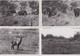 CONGO BELGE-PARC NATIONAL ALBERT-LOT-4 CARDS-ELEPHANTS+WATERBUCK+KOBS DE THOMAS-PLAINE DU LAC EDUARD-VOYEZ LES 2 SCANS - Autres & Non Classés