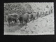 CP CAVE DI CARRARA TRASPORTO MARMI ANIMEE 1916 - Carrara