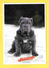 ♥♥♣♣☺♣♣ Chien - Hund - Dog - MASTINO NAPOLITANO - CANE - Chiens