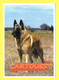 Chien - Hund - Dog ♥♥☺♣♣ BELGIAN Shepherd MALINOIS - CANE - - Perros