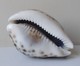 - Coquillage. Cypraea Tigris. 88mm - - Coquillages