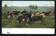 U.S.A. - ETATS UNIS D'AMERIQUE -TEXAX -  Cattle Grazing - Voyagée 1908-  Scans Recto Verso -Paypal Free - Autres & Non Classés