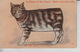 MC01. Manx Cat Novelty Card Douglas I.O.M. - Katzen