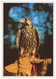 FALCON FALCONRY DUBRAVA CROATIA - Uccelli