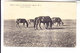 Middle Central Asia Russian Empire  RAILROAD ROAD OF ORENBURG - TASHKENT HORSES - Uzbekistan