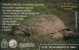 ALDABRA GIANT TORTOISE * HERMANN'S TORTOISE * SHELLSHOCK * EAZA TURTLE & TORTOISE CAMPAIGN * MMK 031 * Hungary - Hongrie