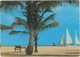 Aruba - Palm Trees, Beaches And Sailighin Aruba   - (Netherlands Antilles) - Aruba