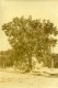 Madagascar Arbre A Pain Artocarpus Altilis Ancienne Photo Ramahandry 1910' - Africa