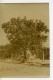 Madagascar Arbre A Pain Artocarpus Altilis Ancienne Photo Ramahandry 1910' - Africa