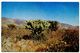 United States Modern Postcard Cacti - Desert Scene In The Southwest - Cactusses